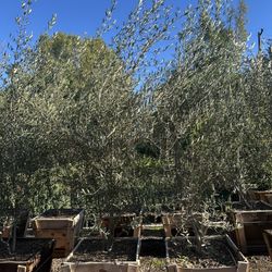 Wilsonii Olive Multi Trunk