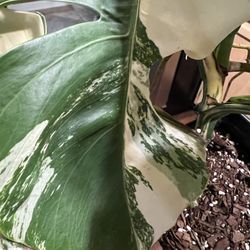 Variegated Monstera Albo Plant cutting (pls read description 