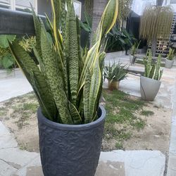 Snake Plant in a Ficostone 