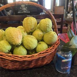 Fresh Harvested Guavas From Our Garden 