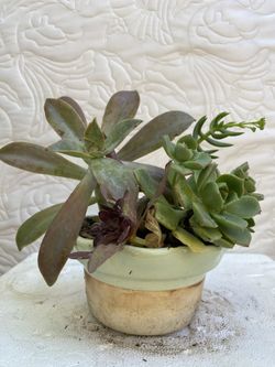 Succulent in ceramic pot