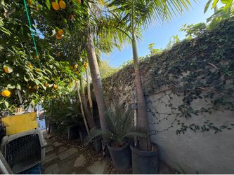 2 King Palm Trees