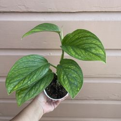 4” Rare Monstera Pinnatipartita