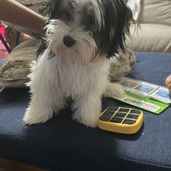 Morkie