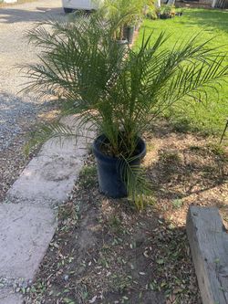 Palm Trees For Sale