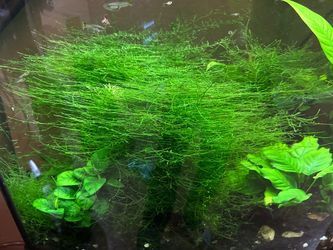 Java moss aquarium plants