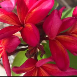 Beautiful Hawaiian  Plumeria tree
