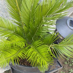 Palmeras