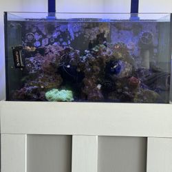 55 Gallon Saltwater Reef Tank 