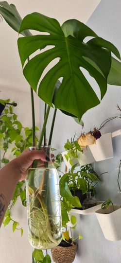 Monstera Plant
