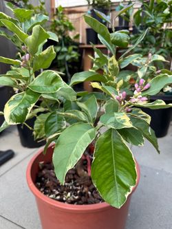 Pink Lemon Plant Variegated