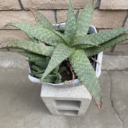 Free Aloe Vera Plant 