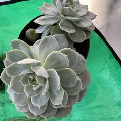 Echeveria Succulents 