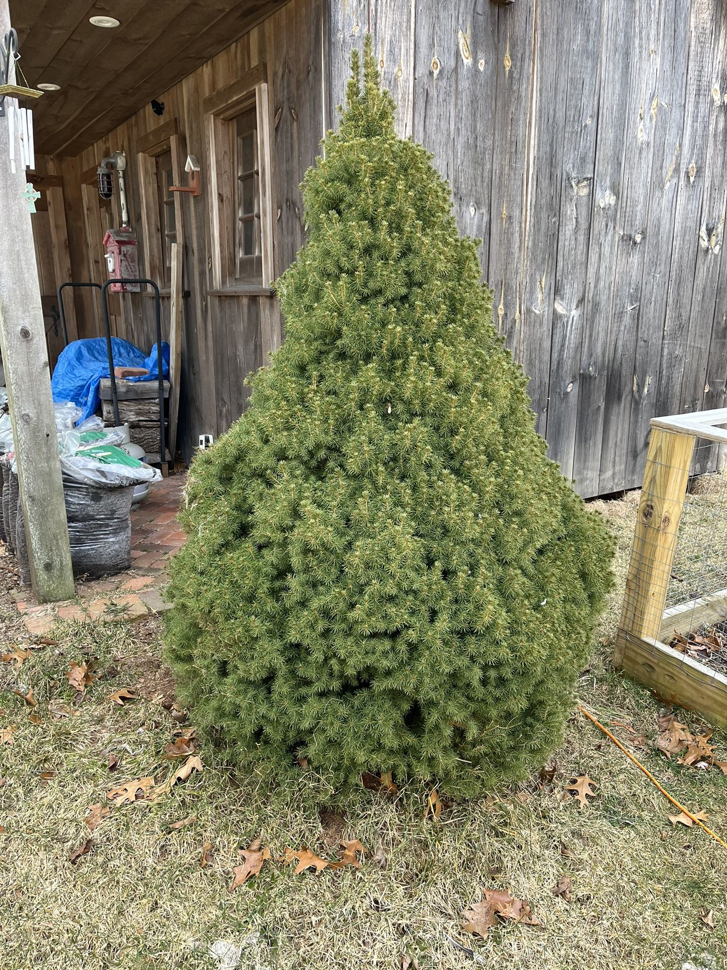 (3) Dwarf Alberta Spruce