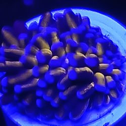 Ornamental Corals For Sale In Lake Worth Beach F.L 