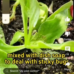 Yard Cleaning And Flower Beds And Gardening 