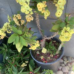 Corona De Cristo- Crown-of-thorns