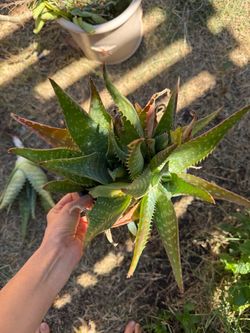 Aloe Vera /sabila