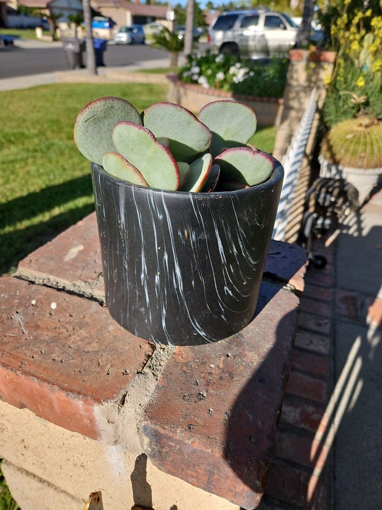 Silver Jade In Ceramic Pot $5