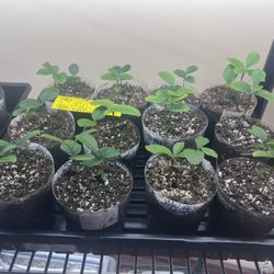  Lemon Seedlings (From 1960 Lemon Tree)