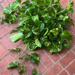 Golden Pothos Plant 