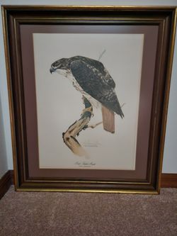 Red Tailed Hawk