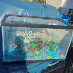 10 Gallon Aquarium 