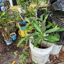 Huge Red Mangrove Plant 3 feet long native plants Rhizophora mangle aquarium reef tank fishtank fish tank Terrarium Paludarium aquascape Refugium tree