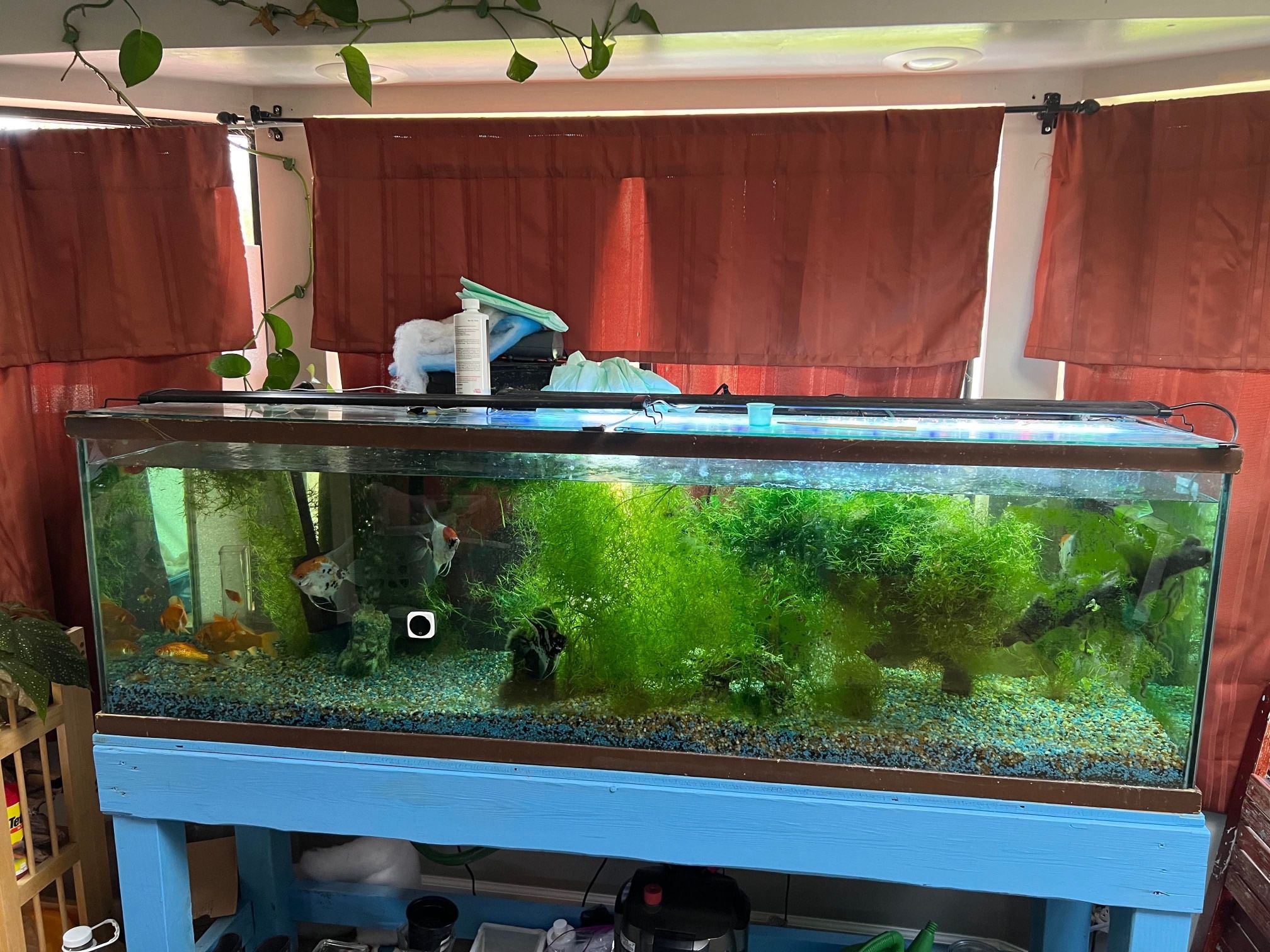 125 Gallon Glass Fish Tank 