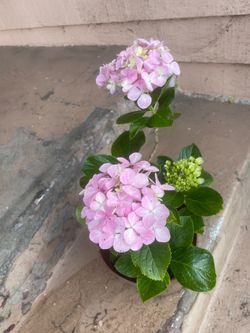 Pink Hydrangea Plant