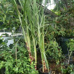 Sugarcane Tree