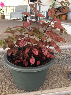 Plant hablo espaƱol