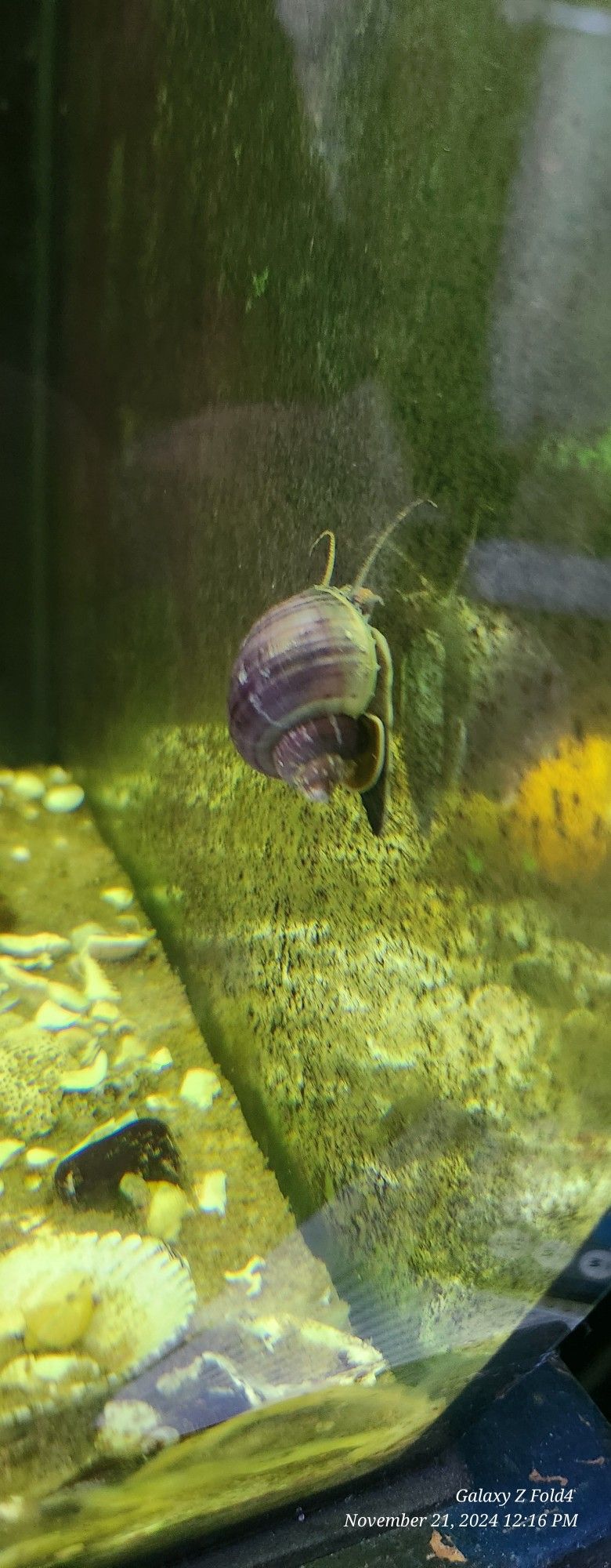 Mystery Snails