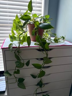 Philodendron Pothos Live Green Plant in Self-Watering Pot