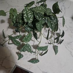 Fake Plant 