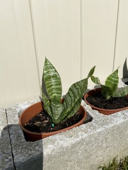 mother-in-law's tongue medium….. Each 5$