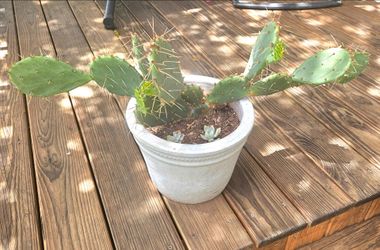 CACTUS + FLOWER POT