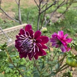 Dahlia Plants Smokey with Ferny leaves $5 each