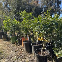 Citrus Trees