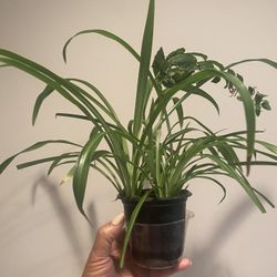 Spider plants and pink polka dot plant in 4”pot