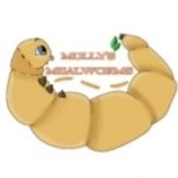 Mealworms Mealworm 
