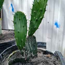 Garden. (contact info removed)