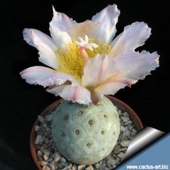 Exotic Snowman Cactus  🪴🌵🎱