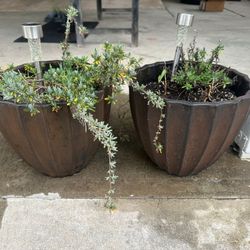 2 Unknown Plants Comes With Pots 