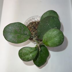 Hoya Obovata Splash