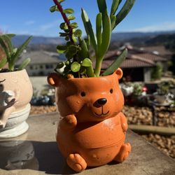 🧡 🔥 🐻 2pc Winnie Bear Planter 🐻 W Succulents 🪴 