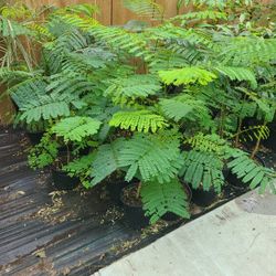 Flamboyanes De 3 Gallones 