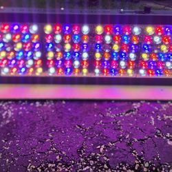 Vipar Spectra TC 600 Grow 🪴 Light
