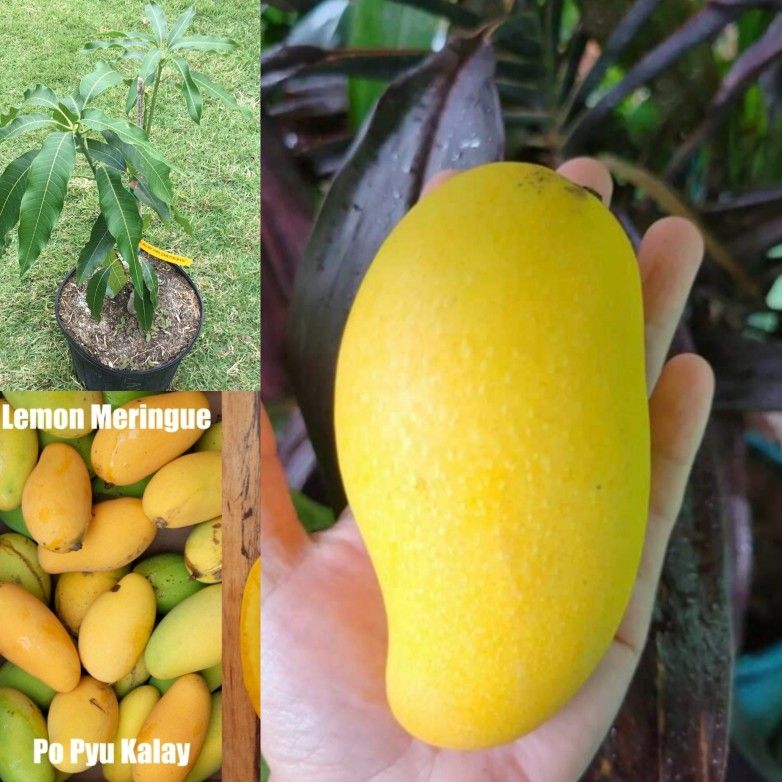 Lemon Merengue Mango Grafted Trees 3gal Arboles De Mango Lemon Merengue Injertados 3gal