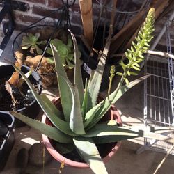 Flowering Aloe Vera Barbadensis